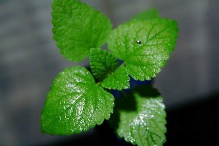 mint face mask for acne