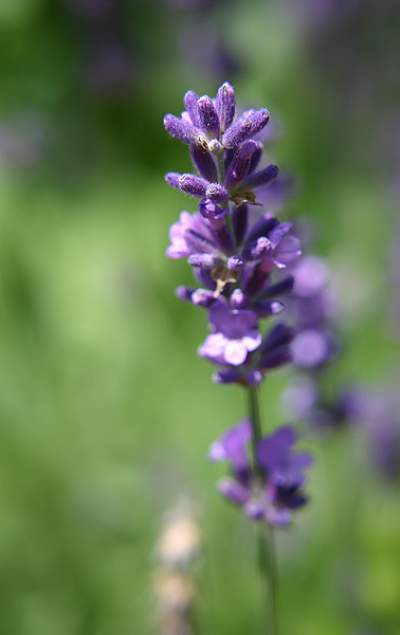 lavender-oil-for-migraine-headaches