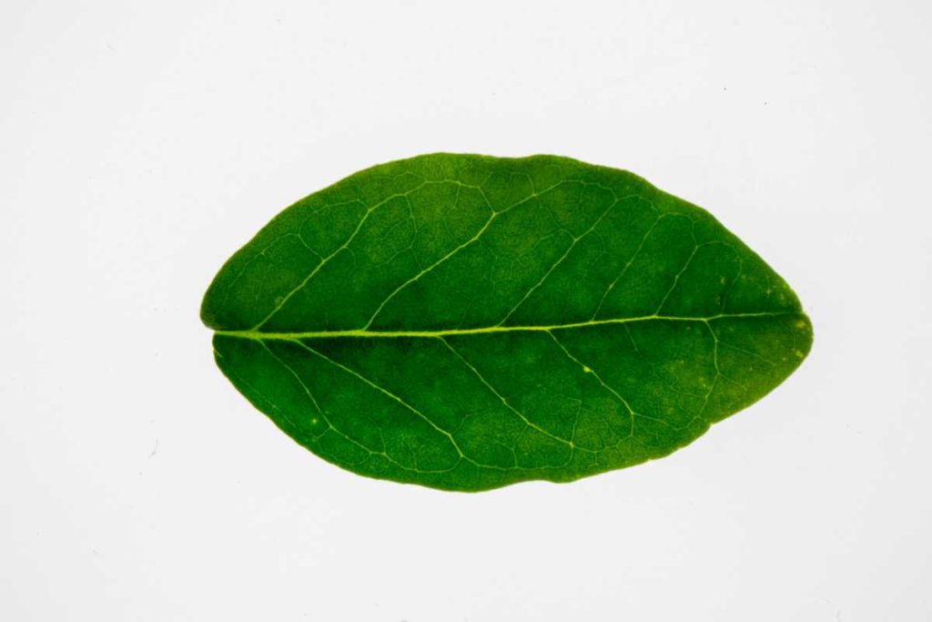 10 Health Benefits of Boldo Leaves