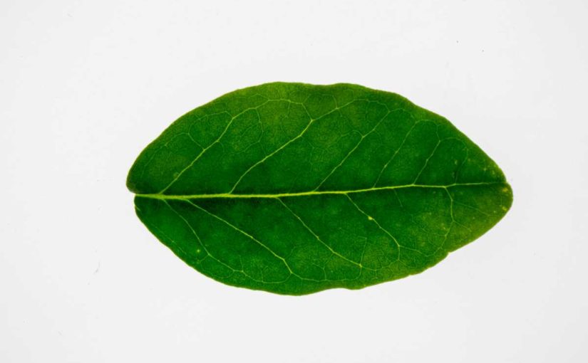 10 Health Benefits of Boldo Leaves