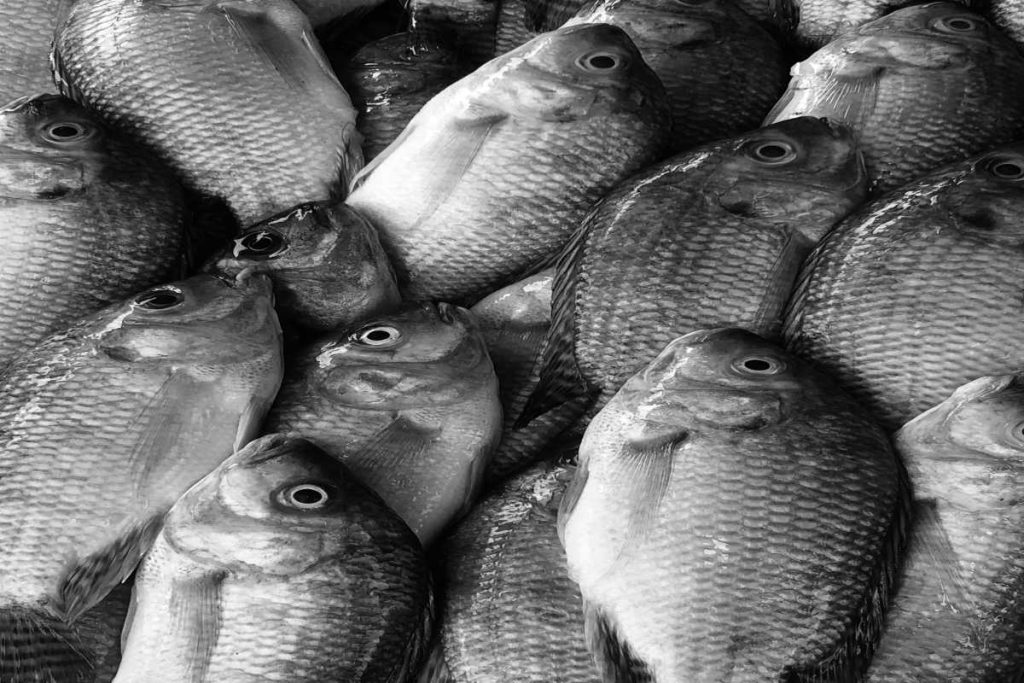 10 Health Benefits of Tilapia