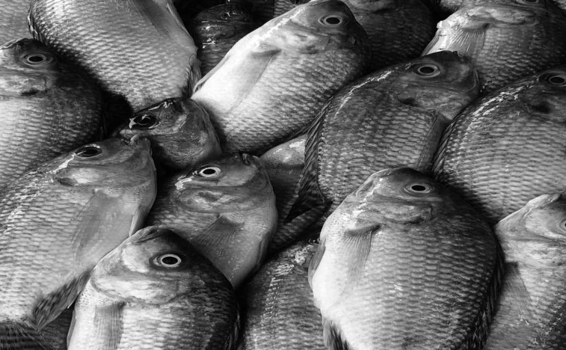 10 Health Benefits of Tilapia