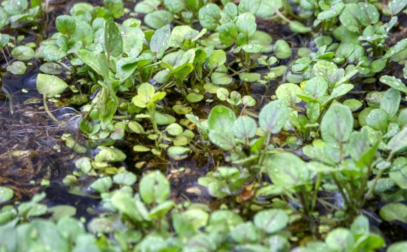 10 Health Benefits of Watercress