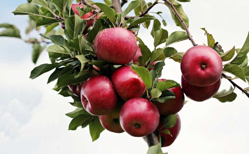 26 Apple Health Benefits: Why an Apple a Day Truly Keeps the Doctor Away